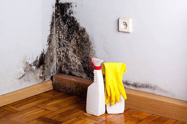 Best White Mold Remediation in West Melbourne, FL